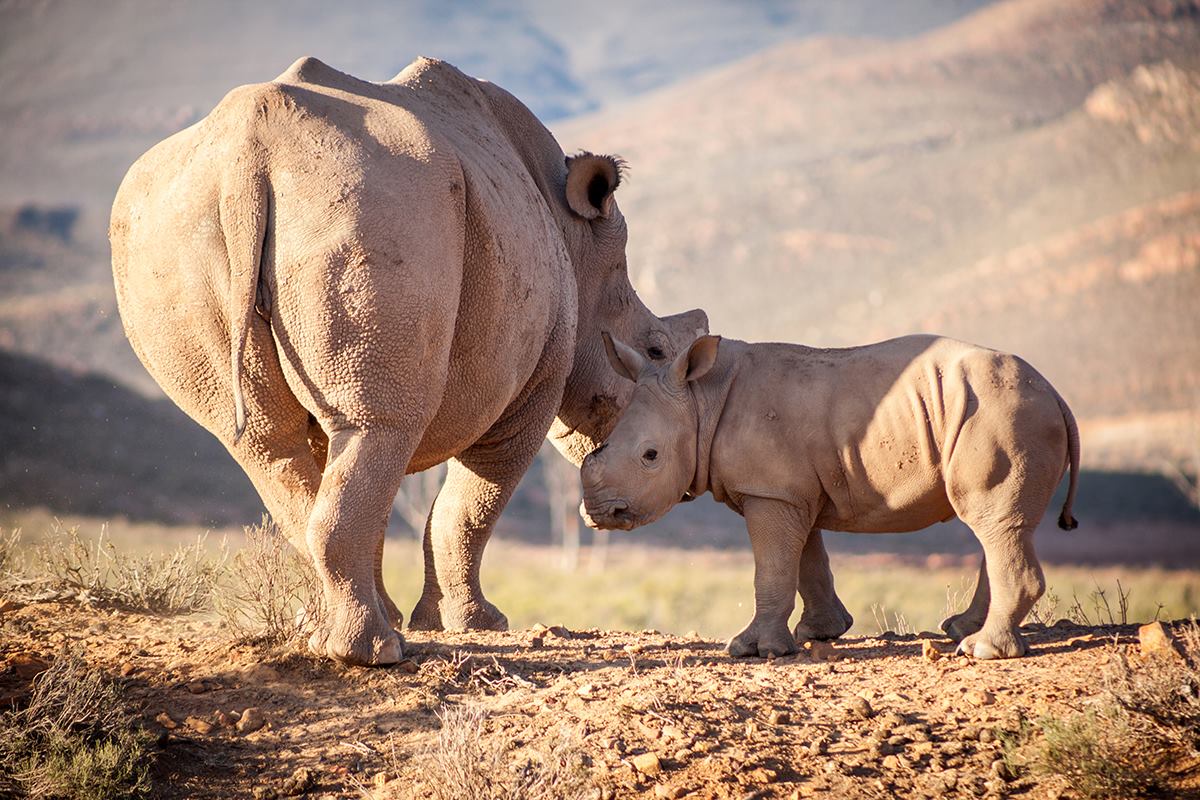Private Reserve's Now Conserve Half of Africa’s Rhinos