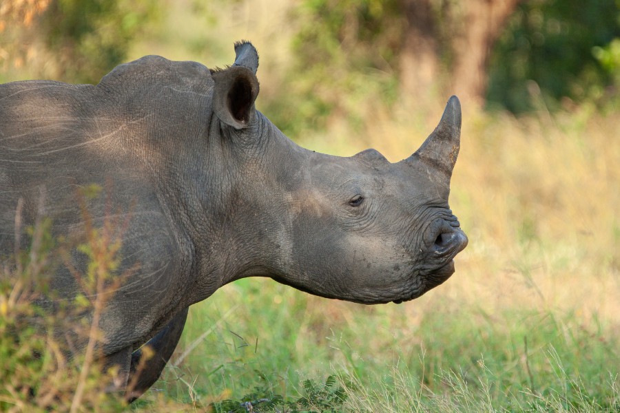 Side profile of a black rhino, showing the prominent 'hooked lip'. Featured in Saving Private Rhino's 'the fall of the black rhino'