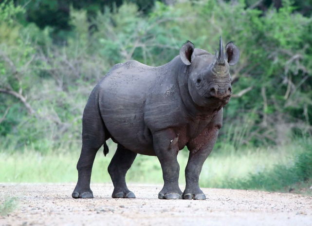 Save the Rhino International and Saving Private Rhino, South Africa: Black Rhino Bull standing in the middle of a dirt road