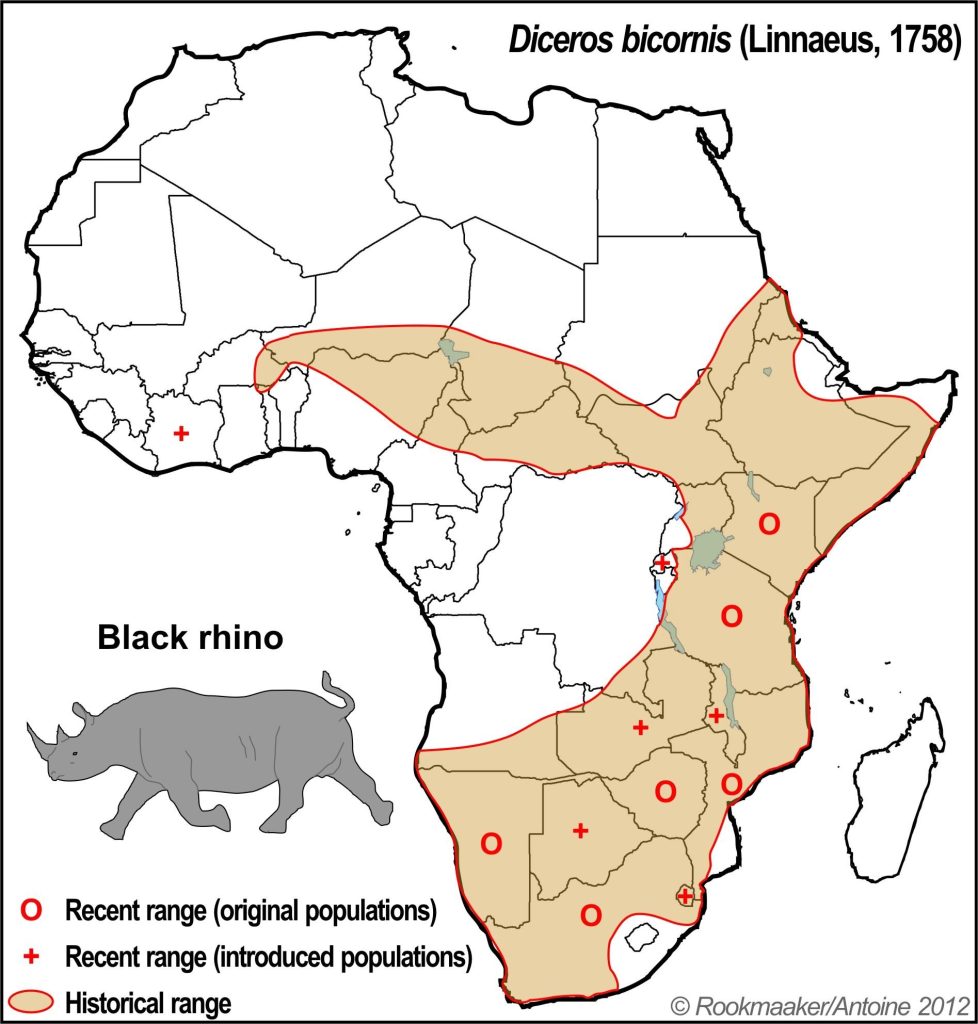 Map of Africa showing the modern-day and historical population distribution of black rhinos, highlighting the fall of the black rhino in Africa