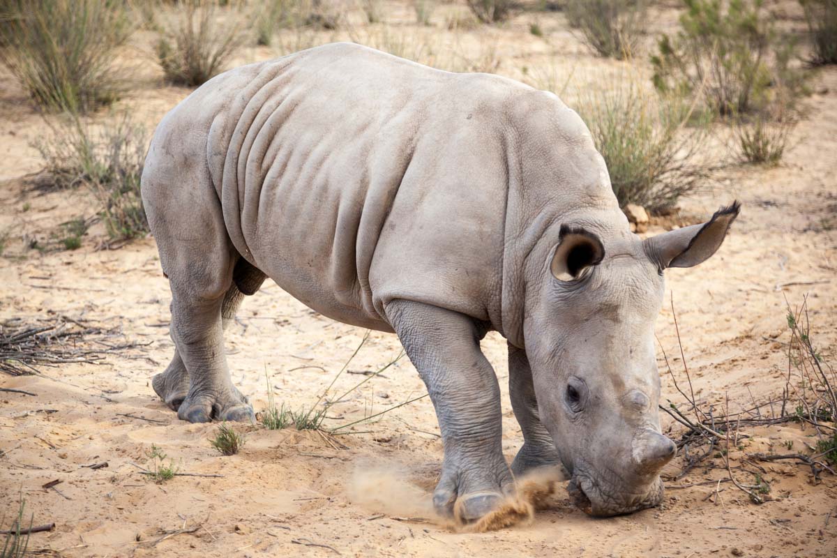 Orphaned baby rhino calf, approximately 6 months old, seen at Saving Private Rhino, Western Cape, South Africa: World Rhino Day 2024