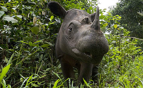 Sumatran Rhino looking into the camera with a rainforest in the background: Save the Rhino and Saving Private Rhino Initiative